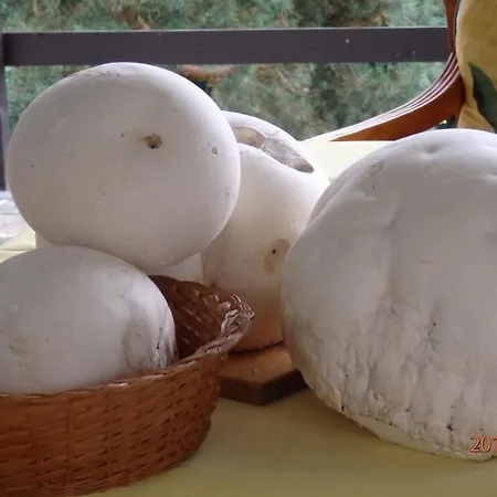 Vilka Lustig Horní Podkozí